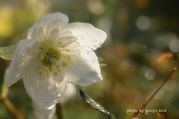 Helleborus_e0173743_20582786.jpg