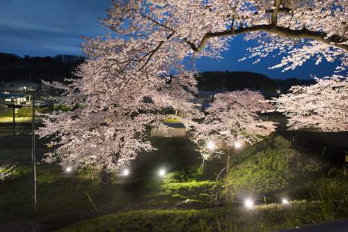 そろそろ桜が見れる。_f0077849_18473952.jpg