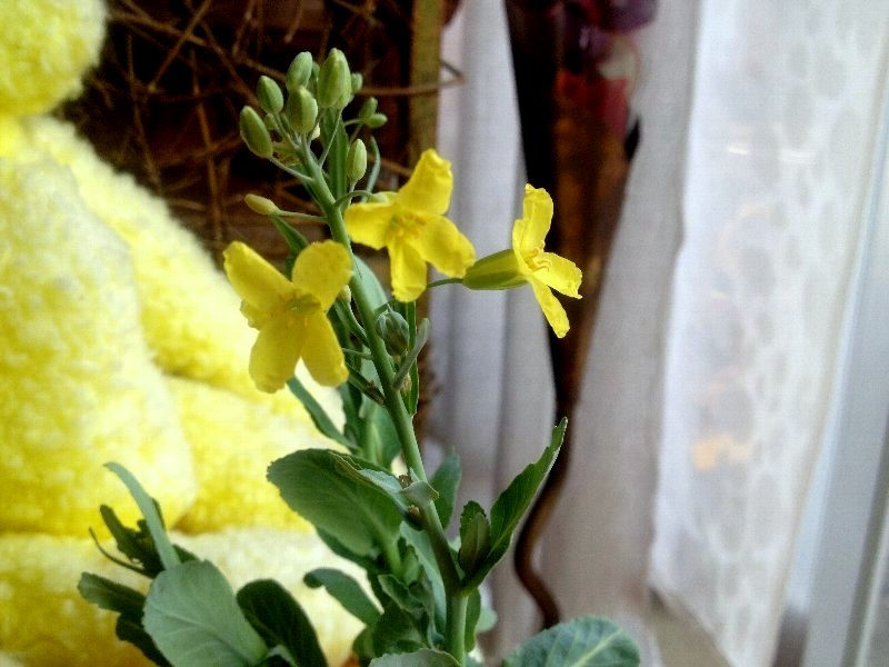 ☆キャベツ!咲きましたよ・芯の水栽培☆_c0092953_2359441.jpg