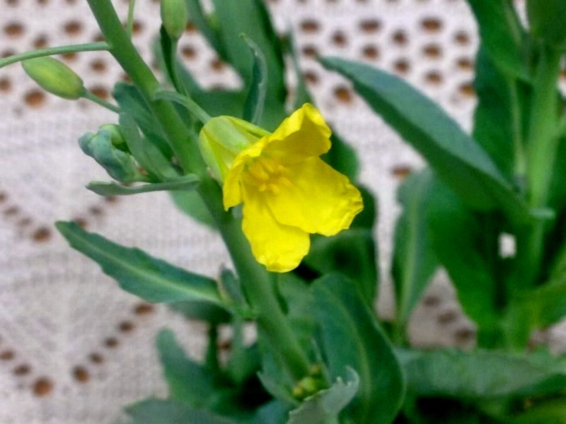 ☆キャベツ!咲きましたよ・芯の水栽培☆_c0092953_23595824.jpg