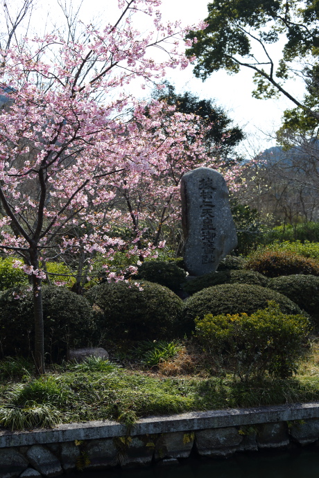 観心寺 梅 2017 その1_a0176855_2335815.jpg