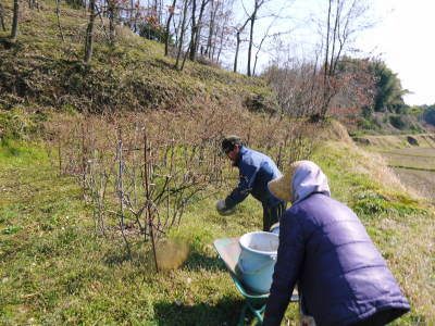 ブルーベリーの開花2020 今年も順調に成長中ですが、新たな敵?出現⁉_a0254656_18301580.jpg