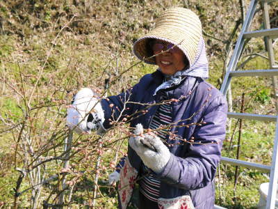 ブルーベリーの開花2017 今年も極早生ブルーベリーの花が元気に咲きました!_a0254656_18504025.jpg