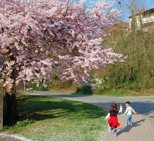 桜満開でお花見。。。_f0097363_433280.jpg