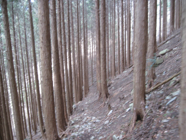 2017.3.29 三頭越～阿波竜王山1060ｍ_c0219866_09342062.jpg