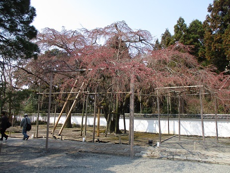 桜はいつ咲くの？_a0157268_01224786.jpg