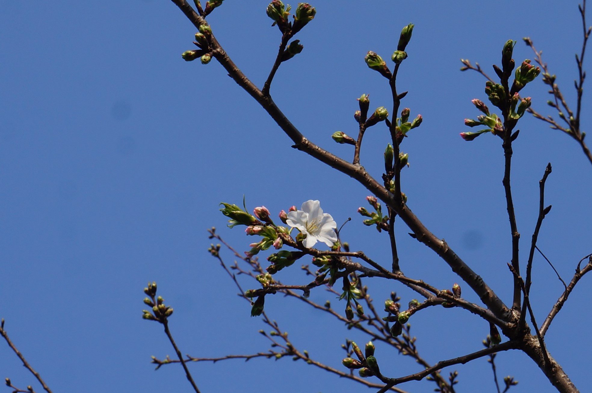 出島の桜_c0193077_22294335.jpg