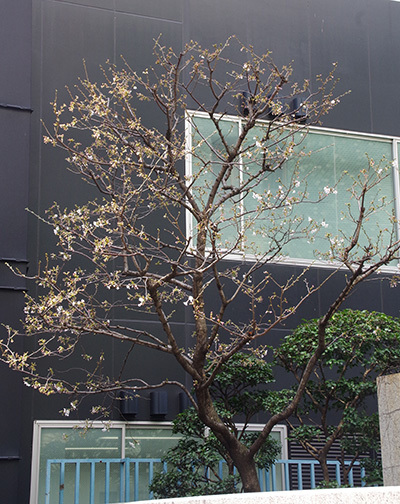 3月31日(金)今日の渋谷109前交差点_b0056983_19503682.jpg