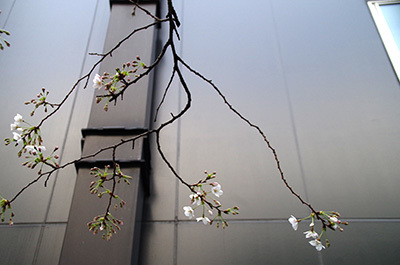 3月31日(金)今日の渋谷109前交差点_b0056983_19503693.jpg