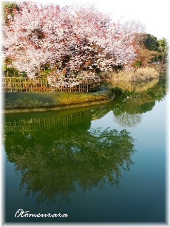 満開の桜・・・何サクラ？_a0287486_14512234.jpg