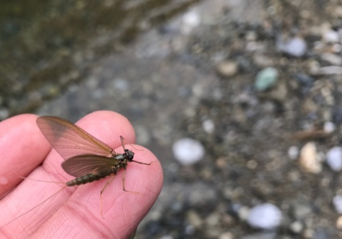 f0141392_20182732.jpg