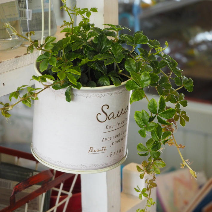 室内向きのグリーン入荷_a0292194_16393364.jpg