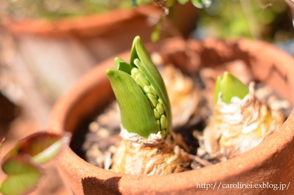 3月終わりの庭　　My Spring Garden_d0025294_13410458.jpg