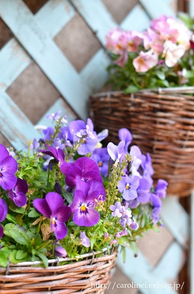 3月終わりの庭　　My Spring Garden_d0025294_13413179.jpg