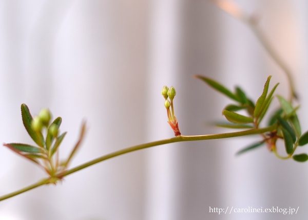 3月終わりの庭　　My Spring Garden_d0025294_13420237.jpg