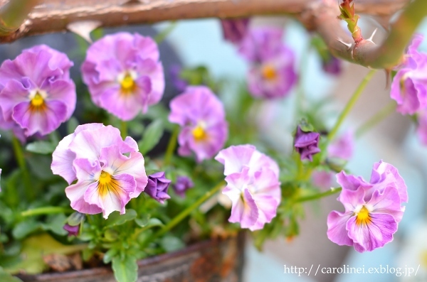 3月終わりの庭　　My Spring Garden_d0025294_13422021.jpg