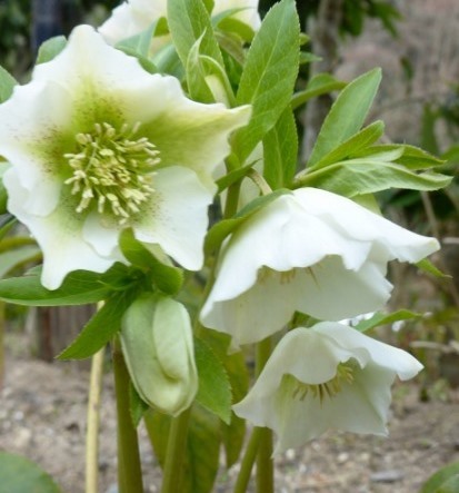 子分20万人_e0167795_16144893.jpg
