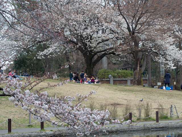 蚕糸の森の桜の樹_f0224100_20514417.jpg