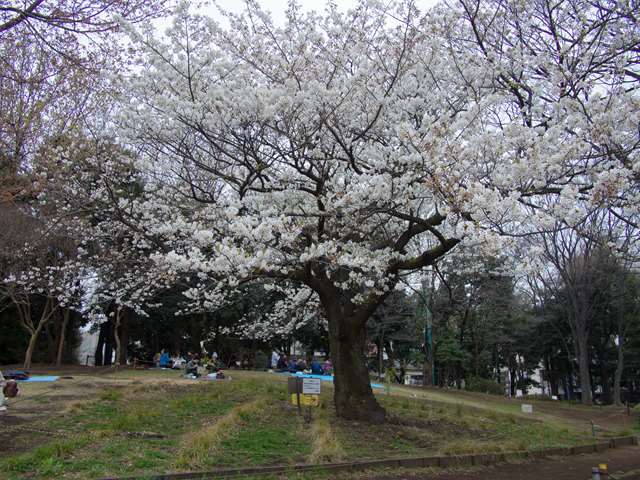 蚕糸の森の桜の樹_f0224100_20525551.jpg