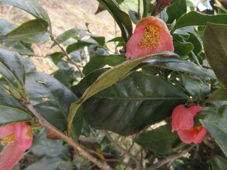 a0203003_21154223.jpg