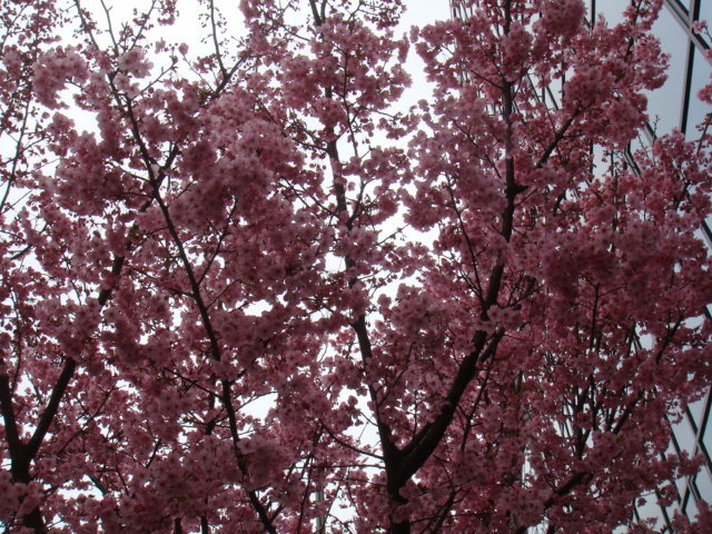 a0167204_14423205.jpg