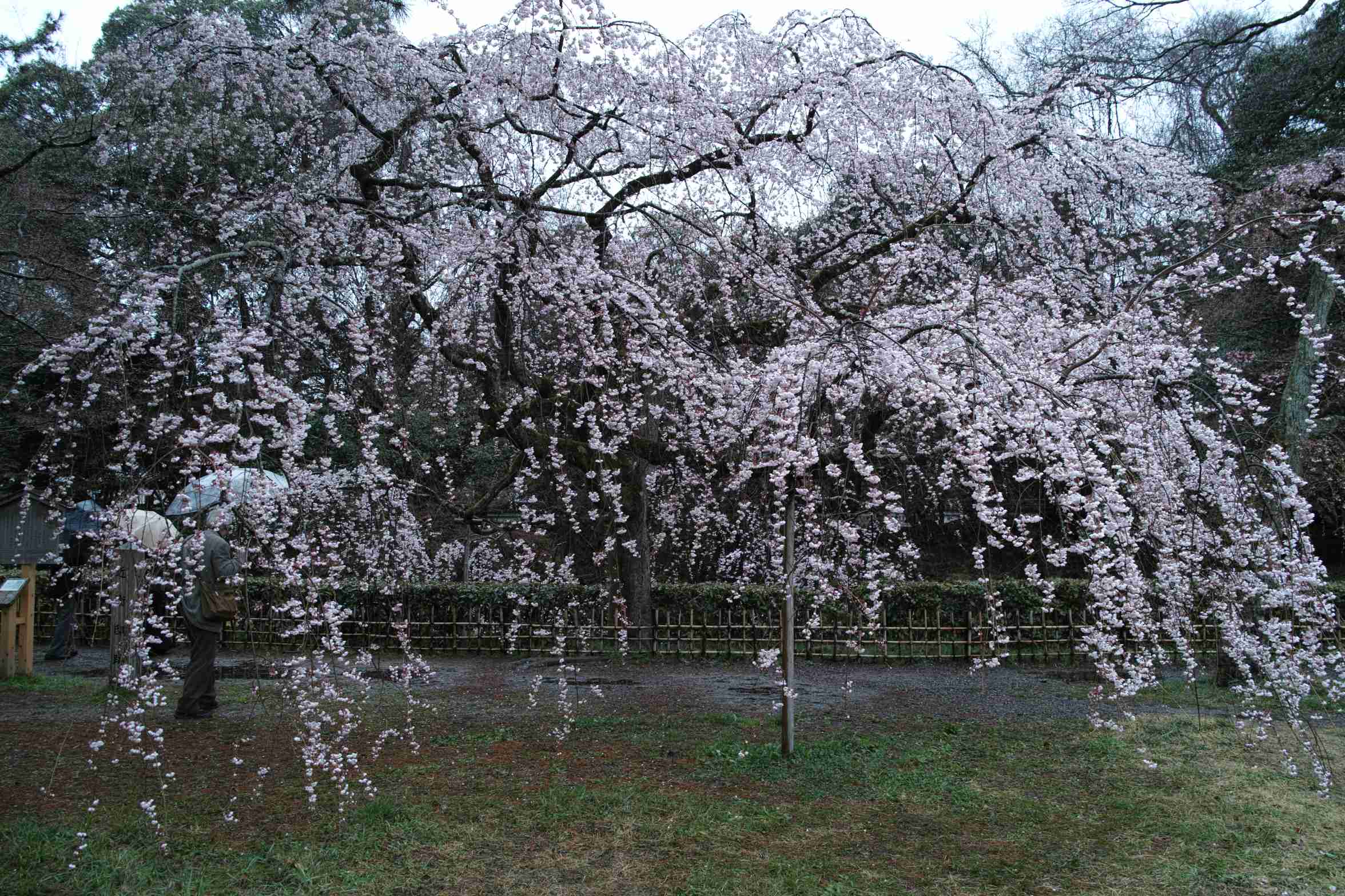 雨の日　Ⅰ_a0117507_19562491.jpg