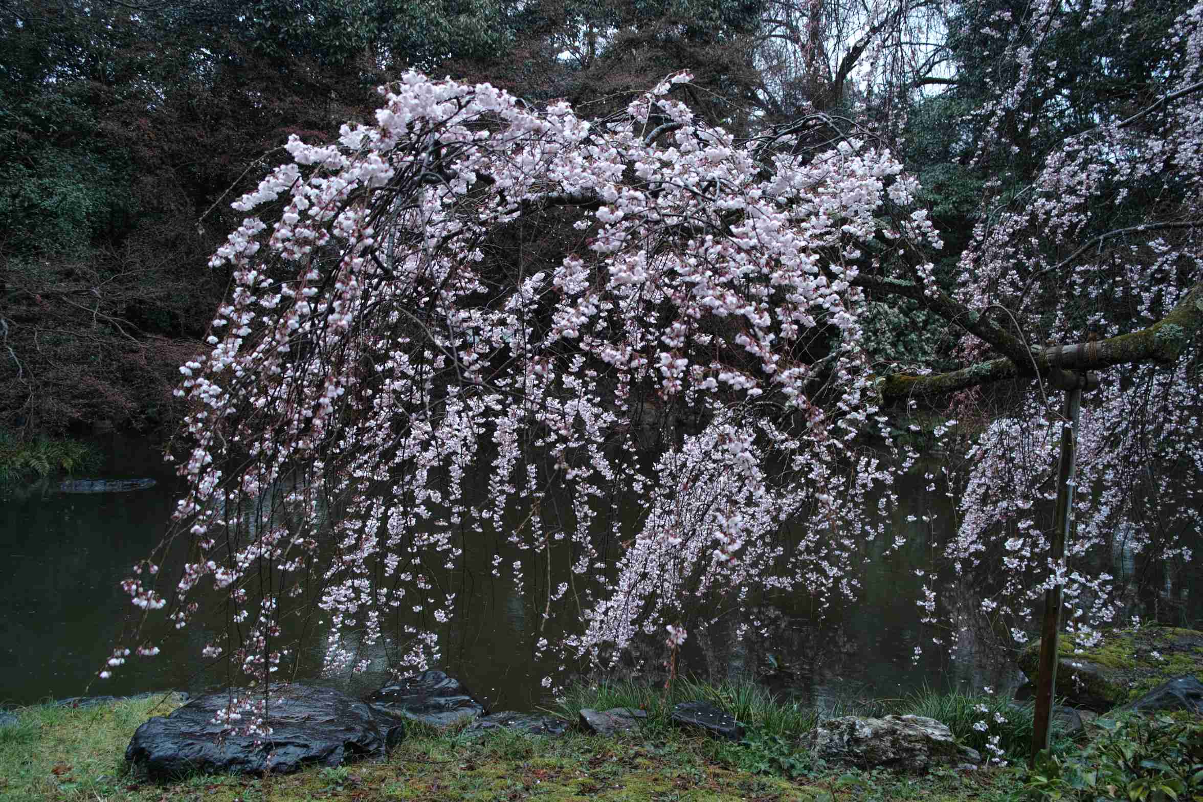 雨の日　Ⅰ_a0117507_19564896.jpg