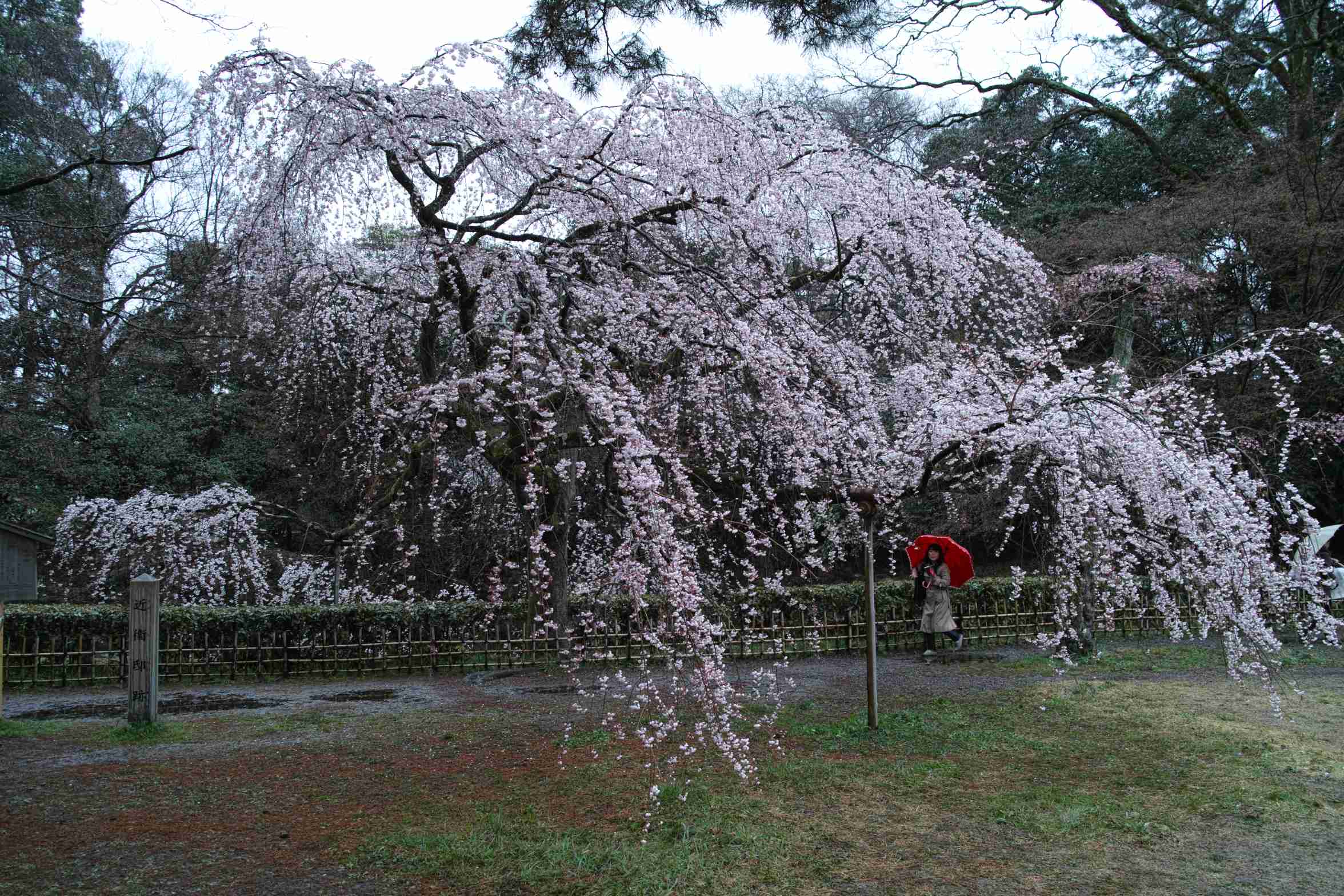 雨の日　Ⅰ_a0117507_1956599.jpg