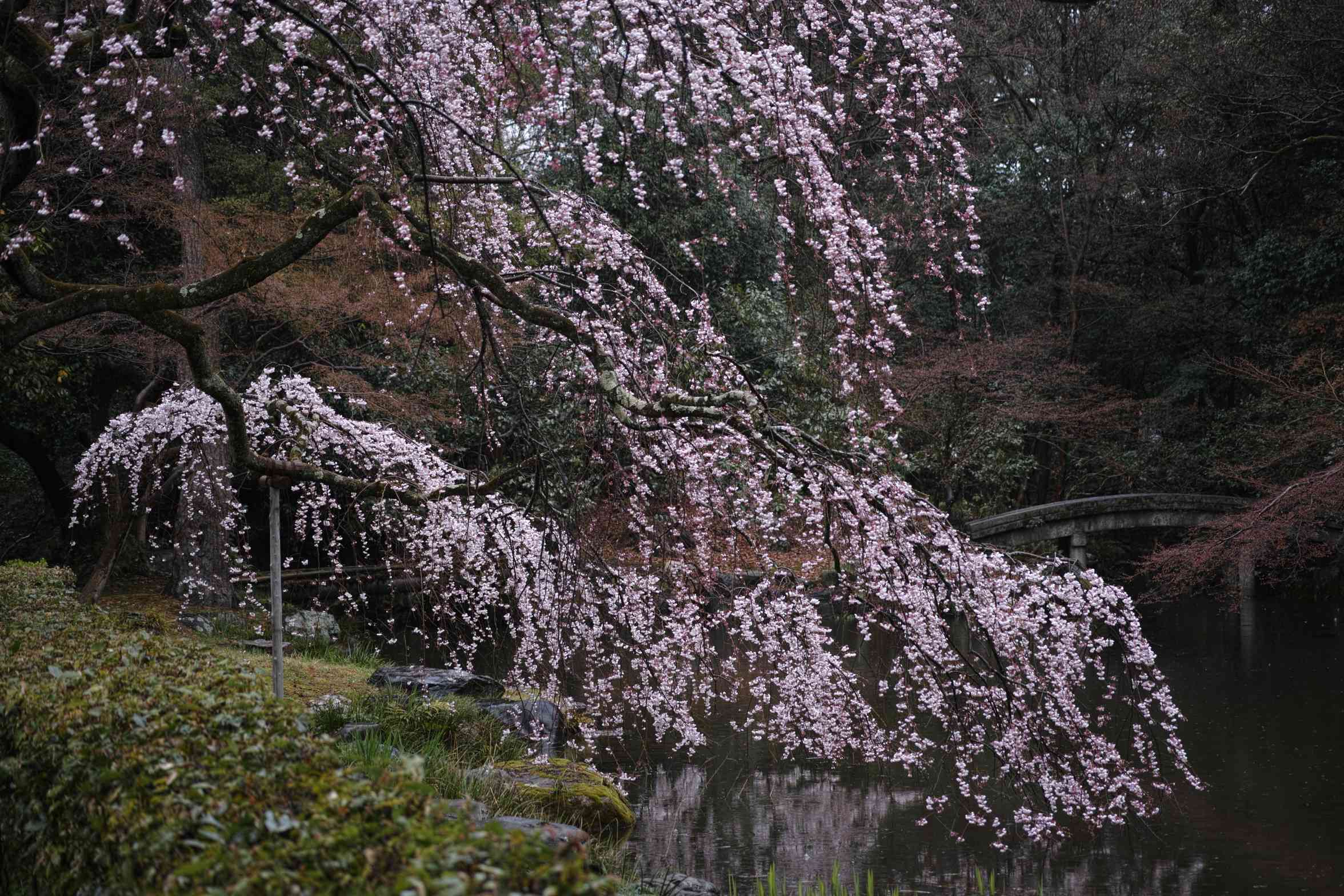 雨の日　Ⅰ_a0117507_1957480.jpg