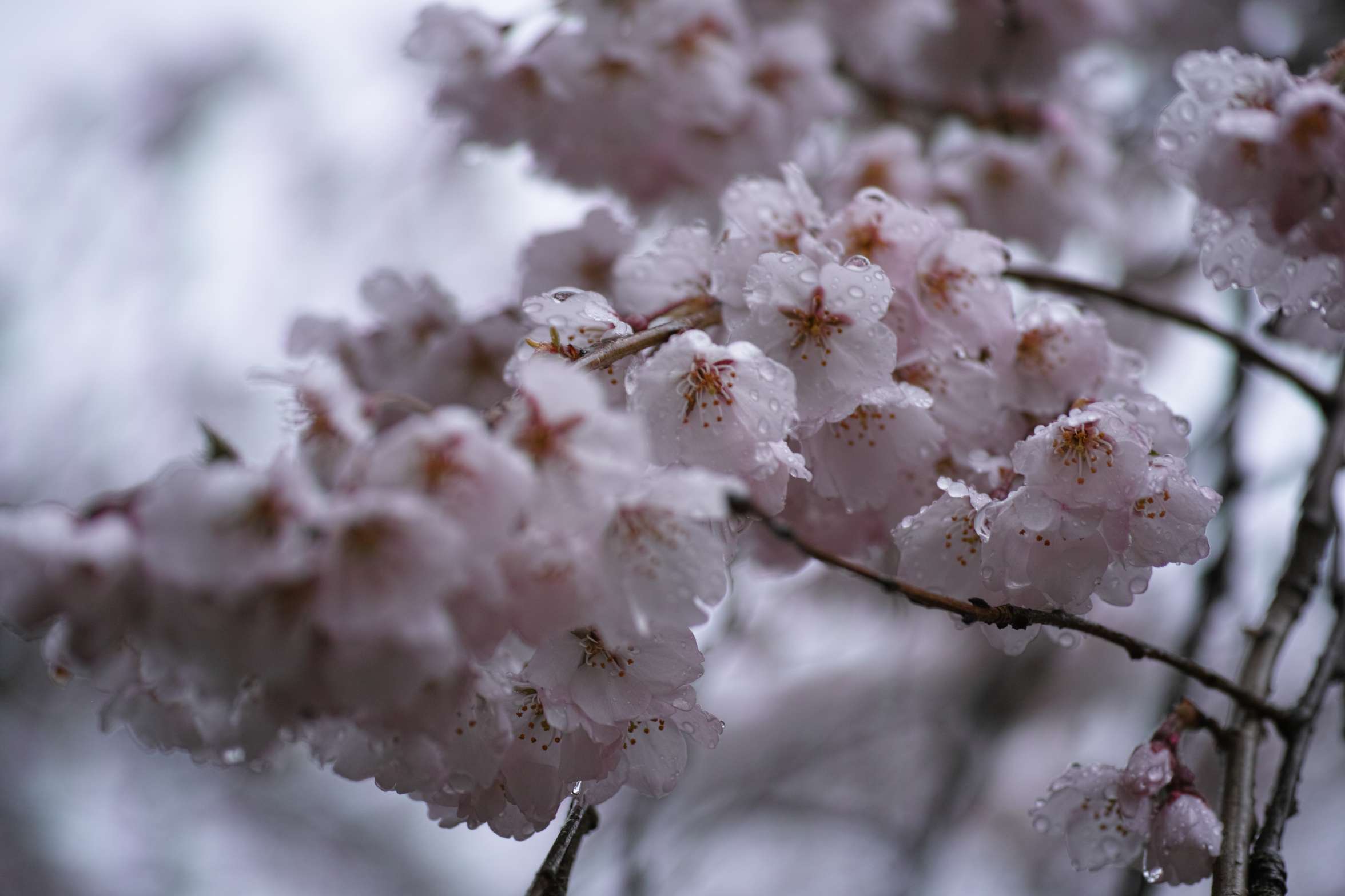 雨の日　Ⅰ_a0117507_19575368.jpg