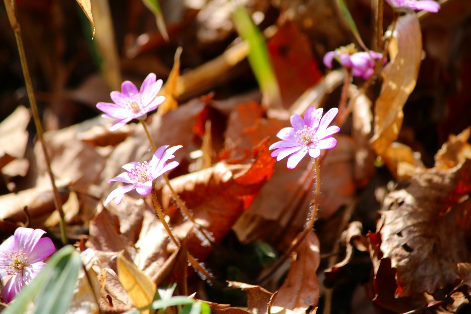 e0372207_20495516.jpg
