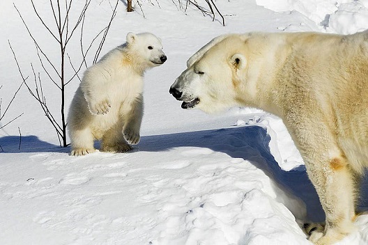 フィンランド・ラヌア動物園の赤ちゃんとヴィーナスお母さんの近況 ～ 雪の上で過ごす五時間の毎日_a0151913_18111025.jpg