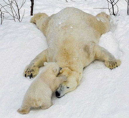 フィンランド・ラヌア動物園の赤ちゃんとヴィーナスお母さんの近況 ～ 雪の上で過ごす五時間の毎日_a0151913_18171715.jpg