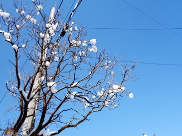 なんと！３月の大雪_c0204725_950040.jpg