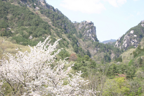 昇仙峡の桜開花は？_d0167225_12334607.jpg