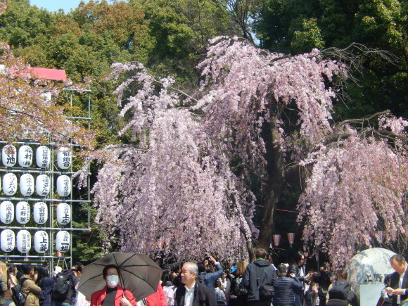 平成最後の圧倒的桜。_a0226627_19464437.jpg