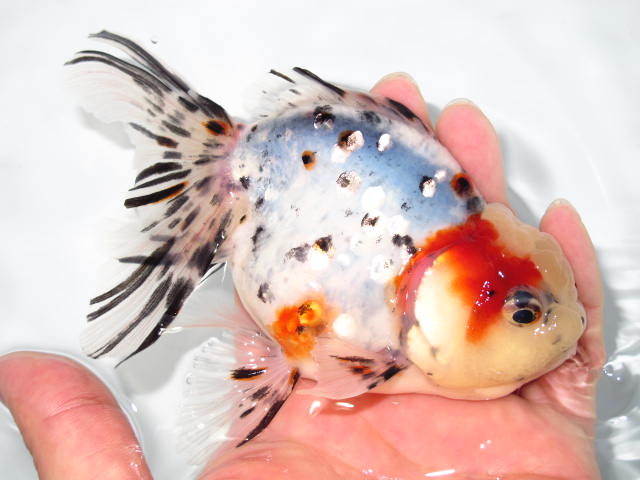 金魚の年齢の数え方の違い フルタニ金魚倶楽部blog 金魚の年齢の数え方の違い フルタニ金魚倶楽部blog