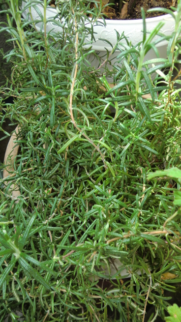c0236632_07420840.jpg