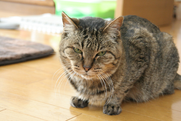 にゃんず日記と登場猫人たちの紹介_d0355333_21441055.jpg