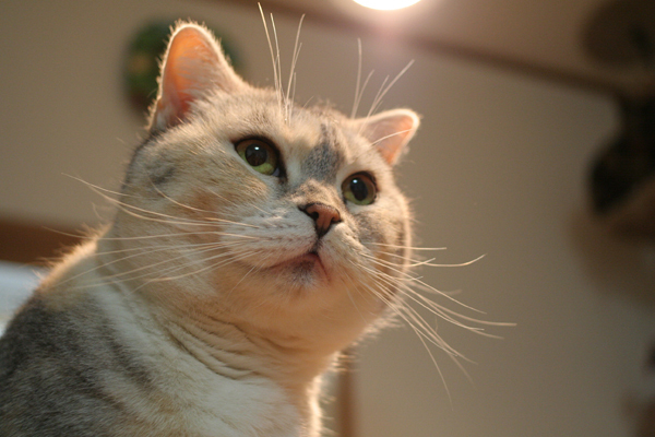 にゃんず日記と登場猫人たちの紹介_d0355333_21565291.jpg