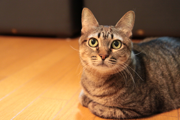 にゃんず日記と登場猫人たちの紹介_d0355333_21580310.jpg