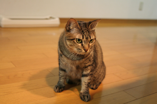 にゃんず日記と登場猫人たちの紹介_d0355333_21581159.jpg