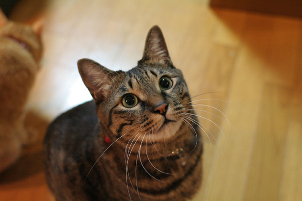 にゃんず日記と登場猫人たちの紹介_d0355333_21584679.jpg