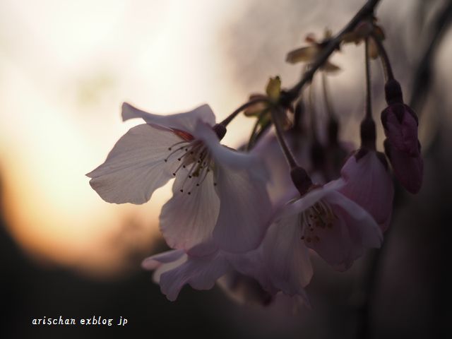 夕日と枝垂れ桜♫_f0295238_14165344.jpg