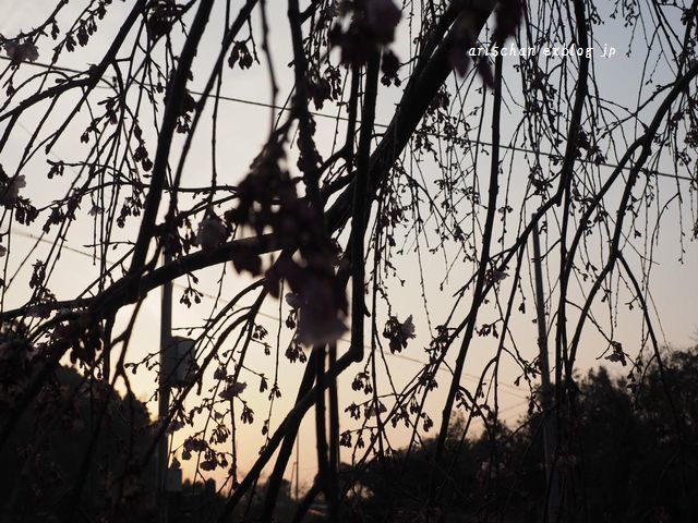 夕日と枝垂れ桜♫_f0295238_14180029.jpg