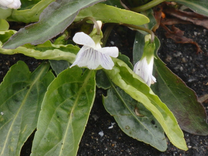 a0054240_21582564.jpg
