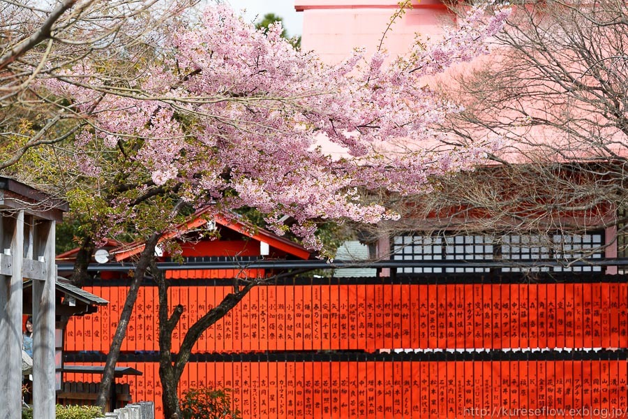 京のさくら17 車折神社の早咲き桜 ぴんぼけふぉとぶろぐ2 京のさくら17 車折神社の早咲き桜 ぴんぼけふぉとぶろぐ2