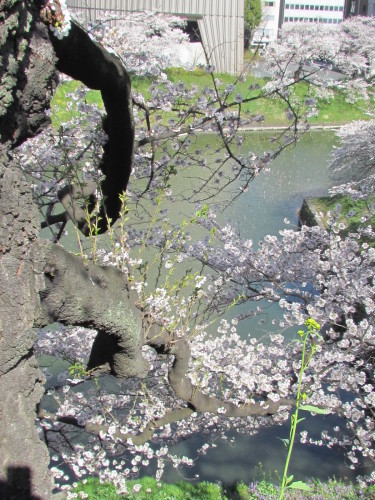 4月５日    桜の季節は桜がいい。_f0117041_14433813.jpg