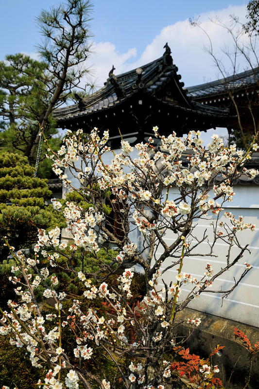 源平咲きの梅（法住寺）_f0155048_2152187.jpg