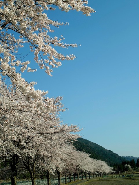 去り日と雪雲・・・インドア花見とエア花見_d0005250_15112349.jpg